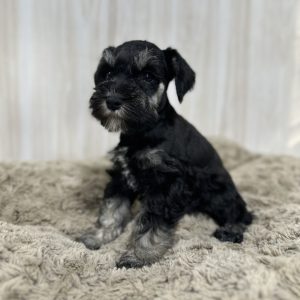 Precious Miniature Schnauzer – Mimi - Image 3