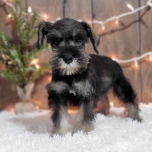 Beautiful Miniature Schnauzer – Eleanor - Image 21