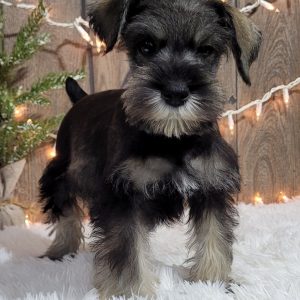 Beautiful Miniature Schnauzer – Eleanor - Image 20