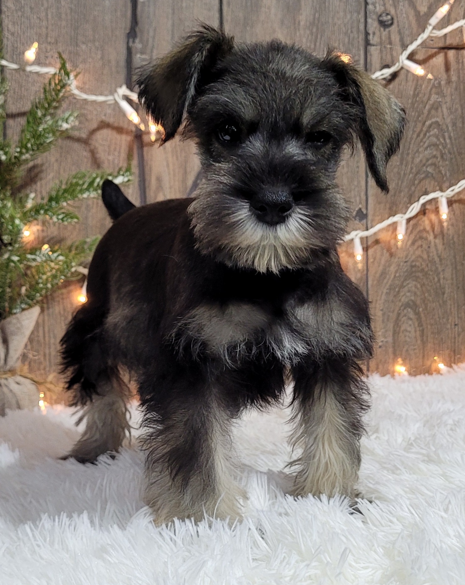 Beautiful Miniature Schnauzer – Eleanor - Image 20