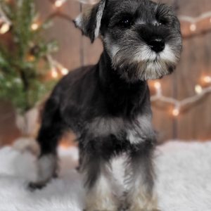 Beautiful Mini Schnauzer – Elvira - Image 17