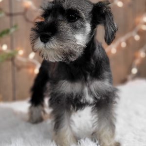 Beautiful Mini Schnauzer – Elvira - Image 19