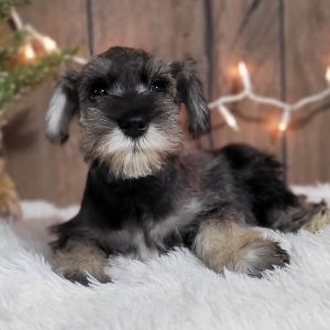 Beautiful Mini Schnauzer – Elvira - Image 18