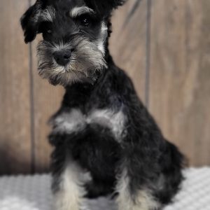 Adorable Mini Schnauzer – Dacre - Image 5