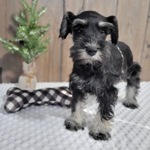 Beautiful Miniature Schnauzer – Drea - Image 4
