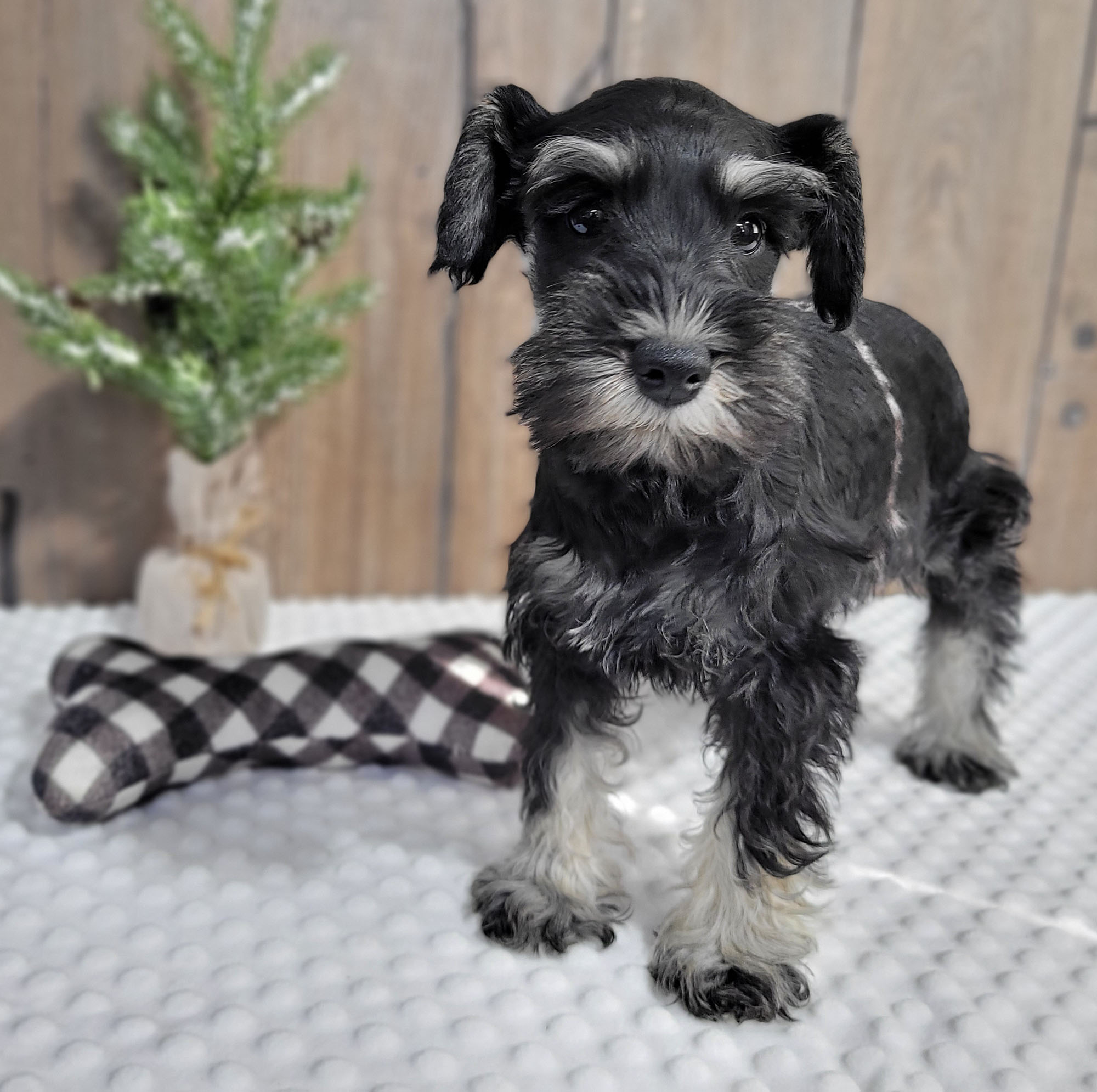 Beautiful Miniature Schnauzer – Drea - Image 4