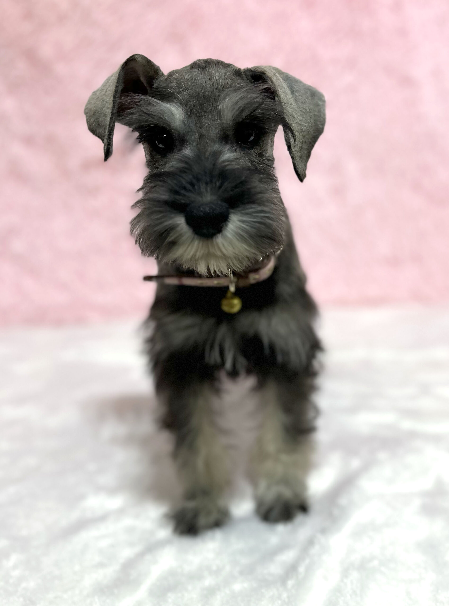 Beautiful Miniature Schnauzer – Eleanor - Image 19