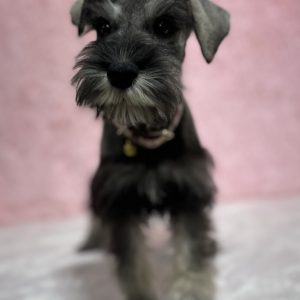 Beautiful Miniature Schnauzer – Eleanor - Image 18