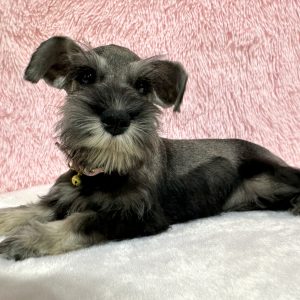 Beautiful Miniature Schnauzer – Eleanor - Image 17