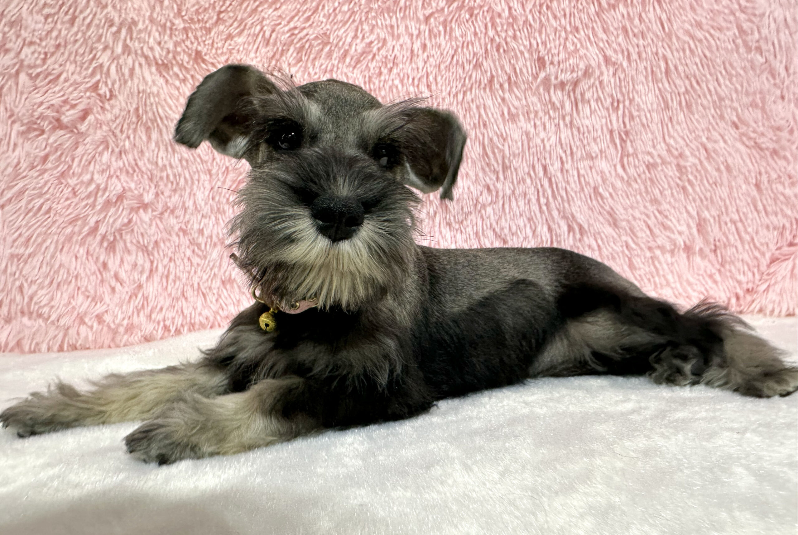 Beautiful Miniature Schnauzer – Eleanor - Image 17