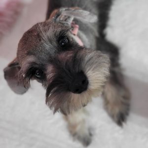 Beautiful Mini Schnauzer – Elvira - Image 16