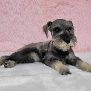 Beautiful Mini Schnauzer – Elvira - Image 13