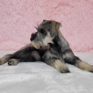 Beautiful Mini Schnauzer – Elvira - Image 14