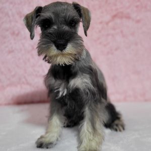 Beautiful Mini Schnauzer – Elvira - Image 15