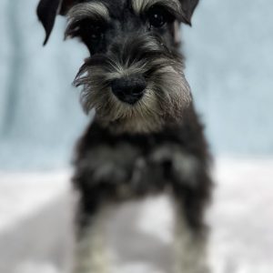 Adorable Mini Schnauzer – Dacre - Image 3