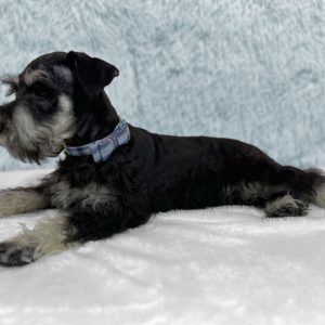 Alternative view of Adorable Mini Schnauzer – Dacre