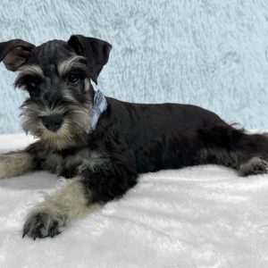 Adorable Mini Schnauzer – Dacre