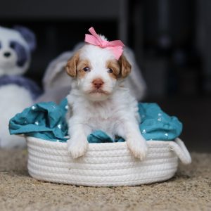 Alternative view of Sandy - Available 10/22