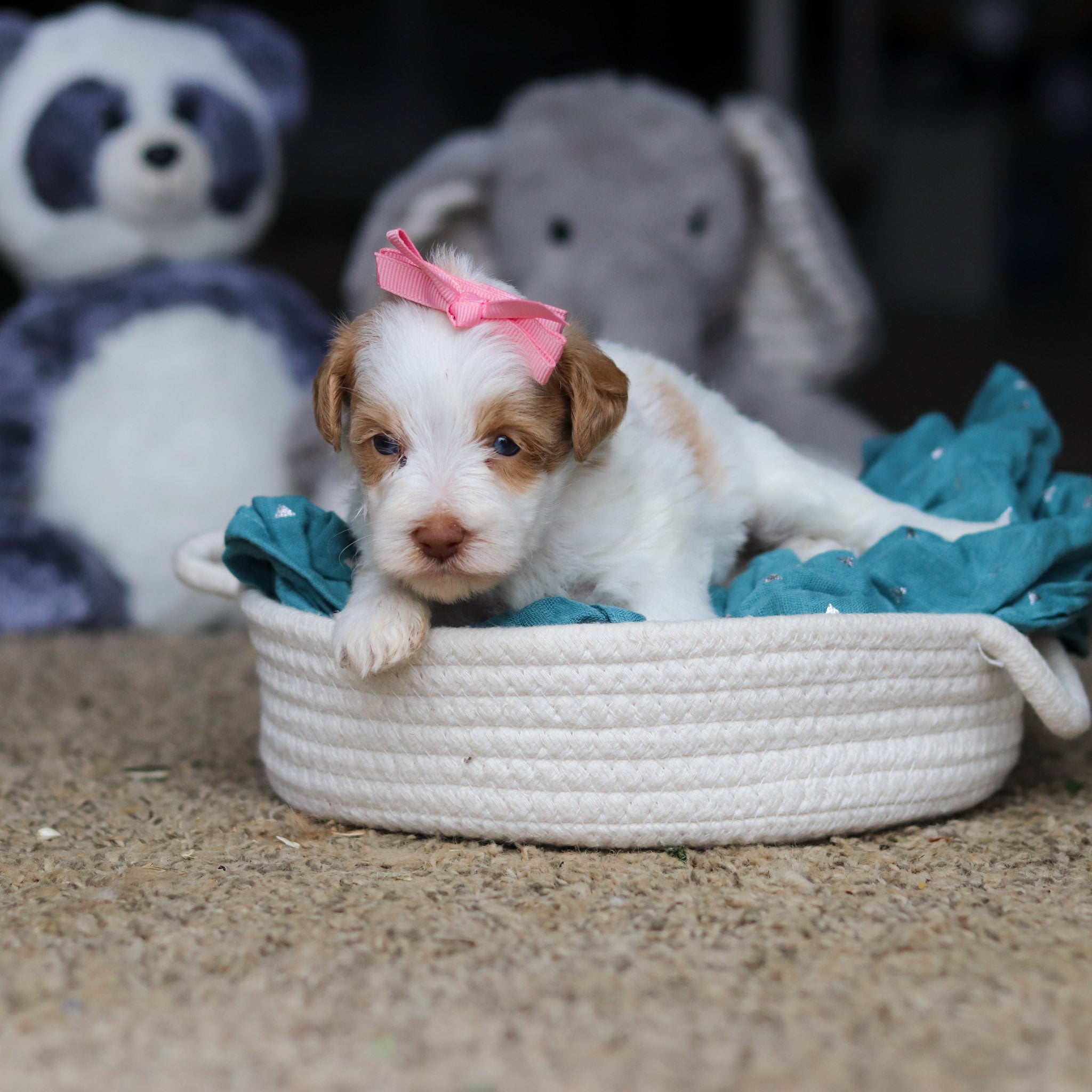 Sandy - Available 10/22 - Image 3