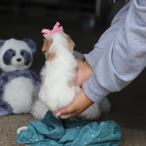 Sandy - Available 10/22 - Image 4