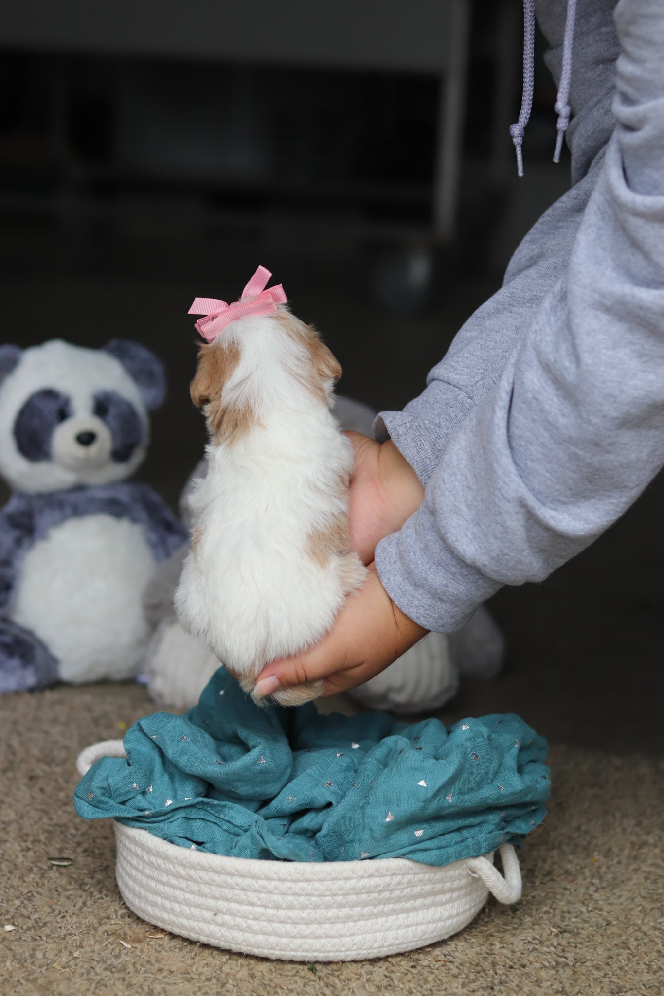 Sandy - Available 10/22 - Image 4