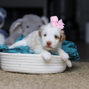 Alternative view of Sophie - Available 10/22