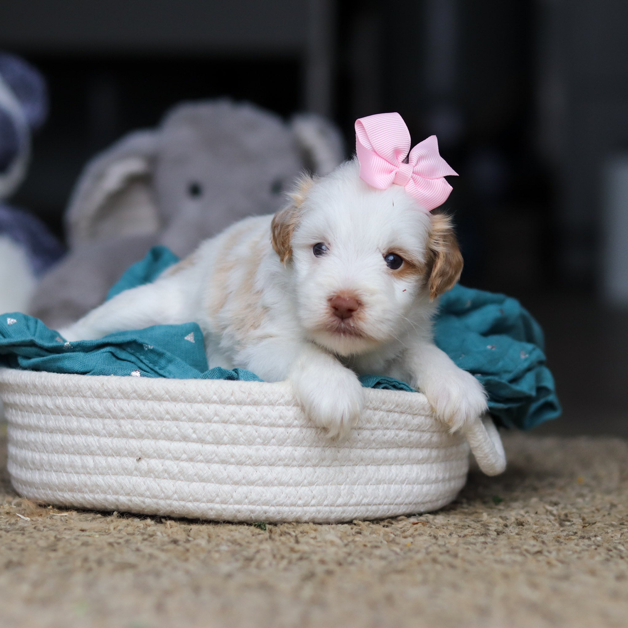 Sophie - Available 10/22 - Image 2