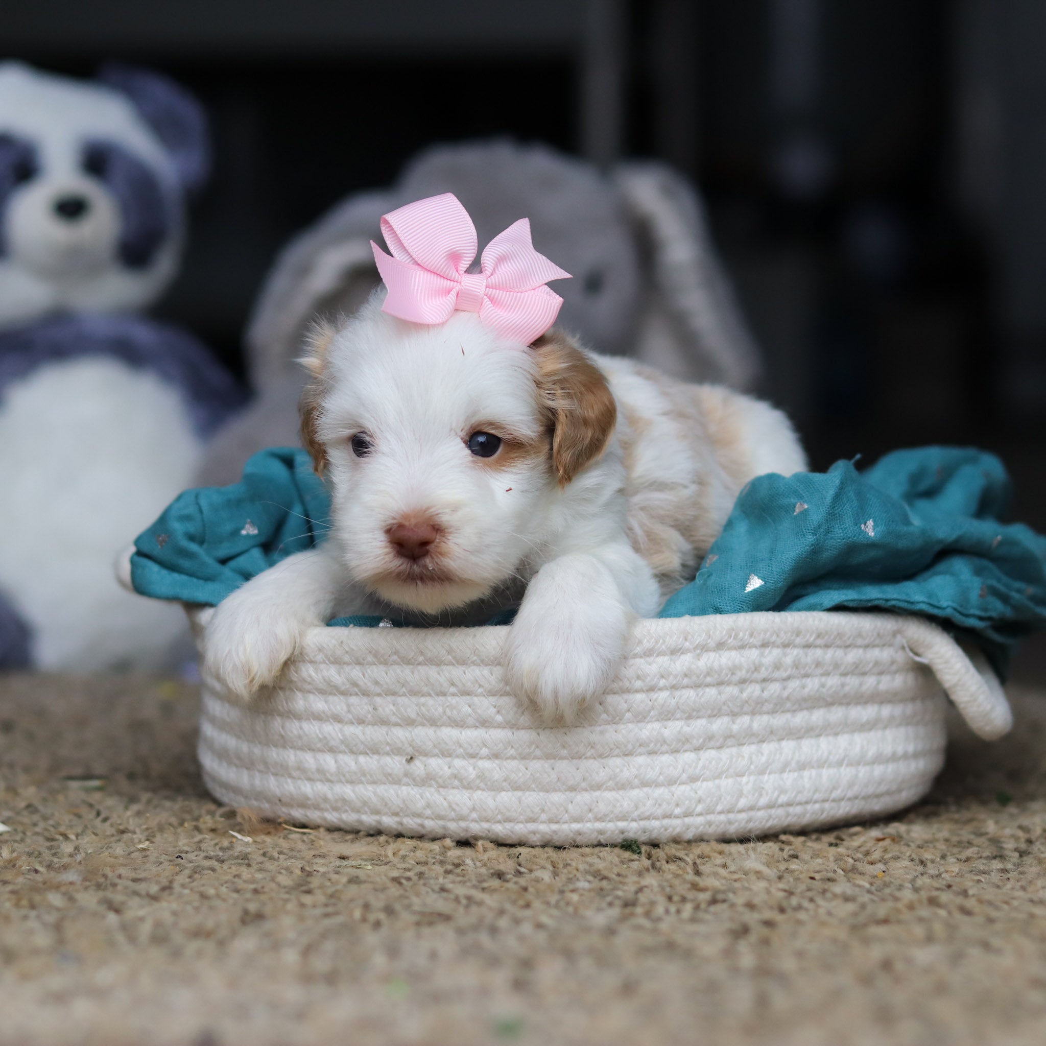 Sophie - Available 10/22 - Image 4