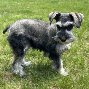 Beautiful Miniature Schnauzer – Eleanor - Image 11
