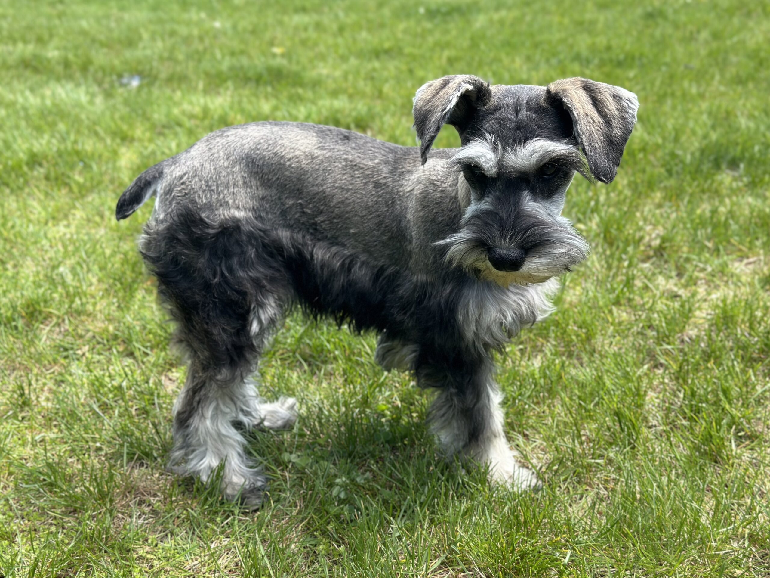 Beautiful Miniature Schnauzer – Eleanor - Image 11