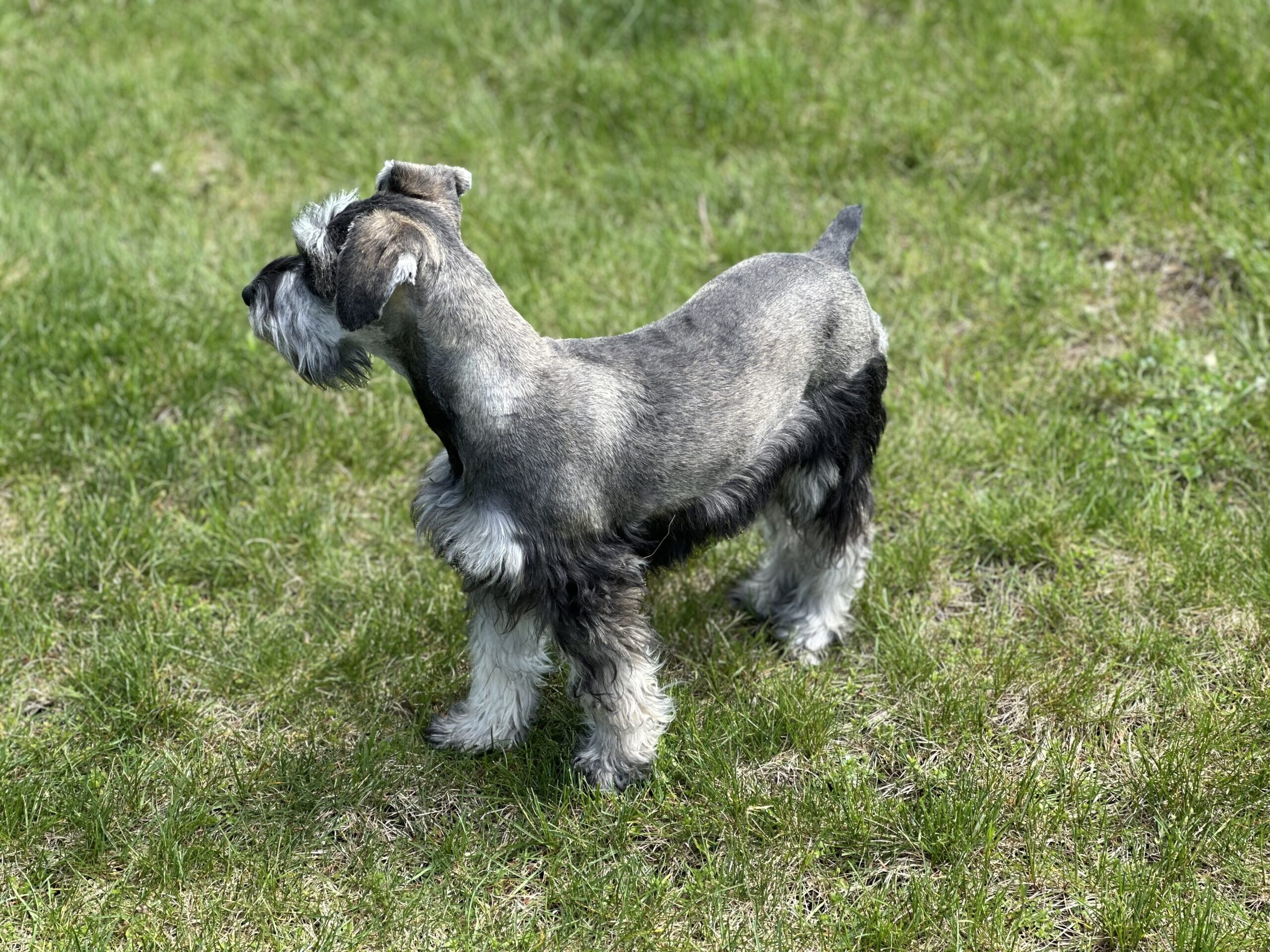 Beautiful Miniature Schnauzer – Eleanor - Image 10