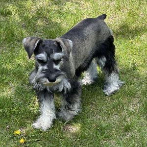 Beautiful Miniature Schnauzer – Eleanor - Image 9