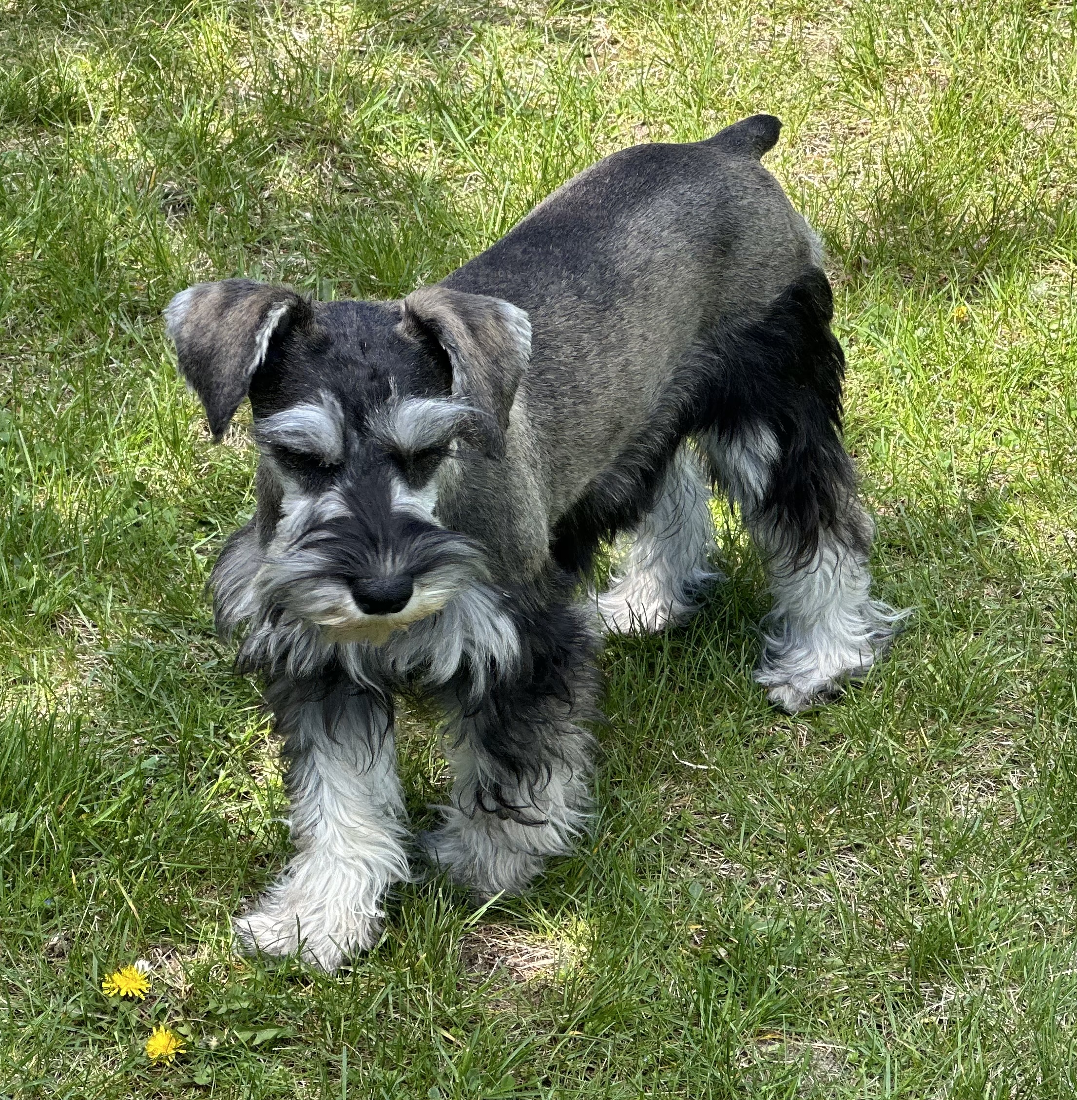 Beautiful Miniature Schnauzer – Eleanor - Image 9