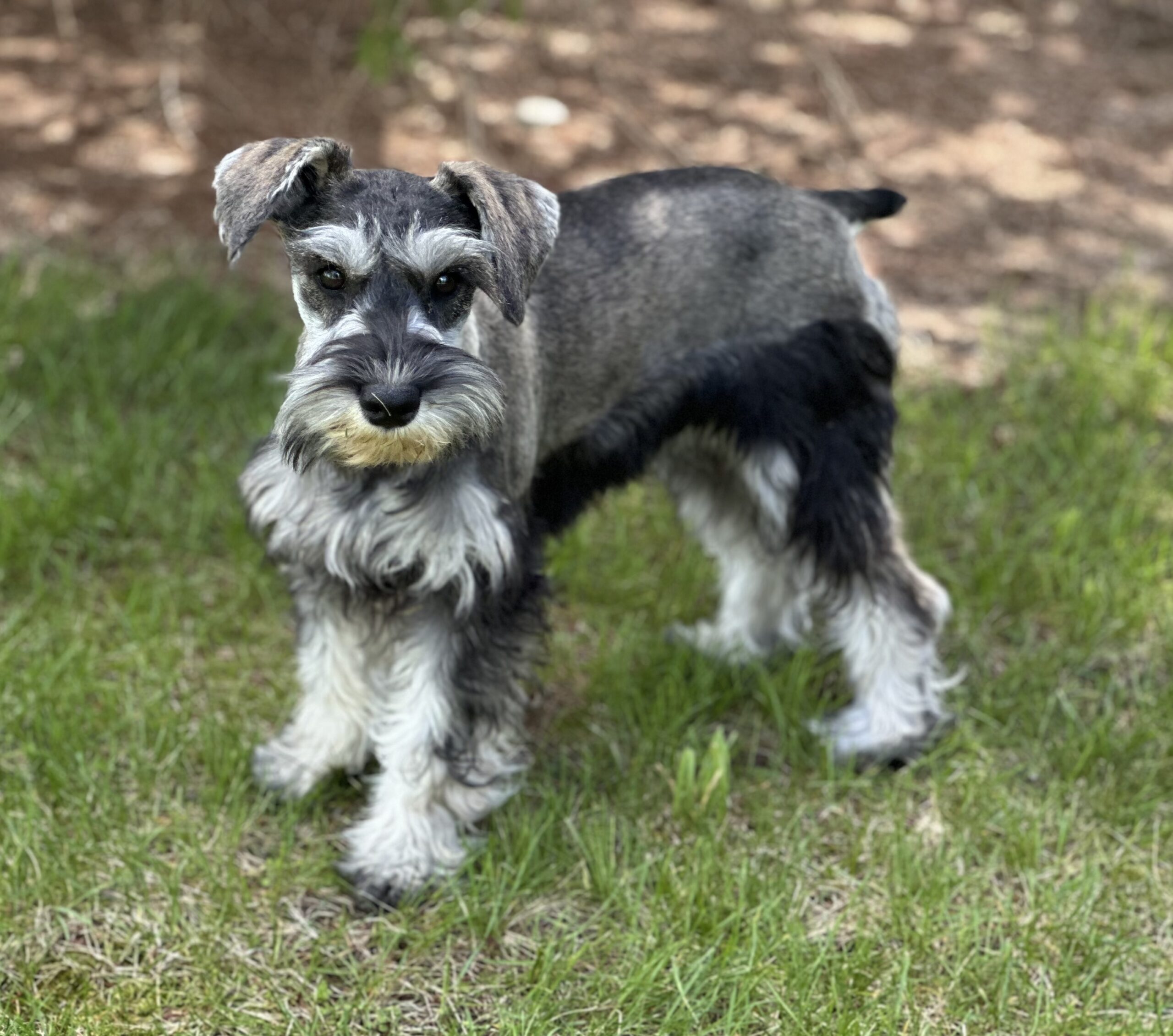 Beautiful Miniature Schnauzer – Eleanor - Image 7