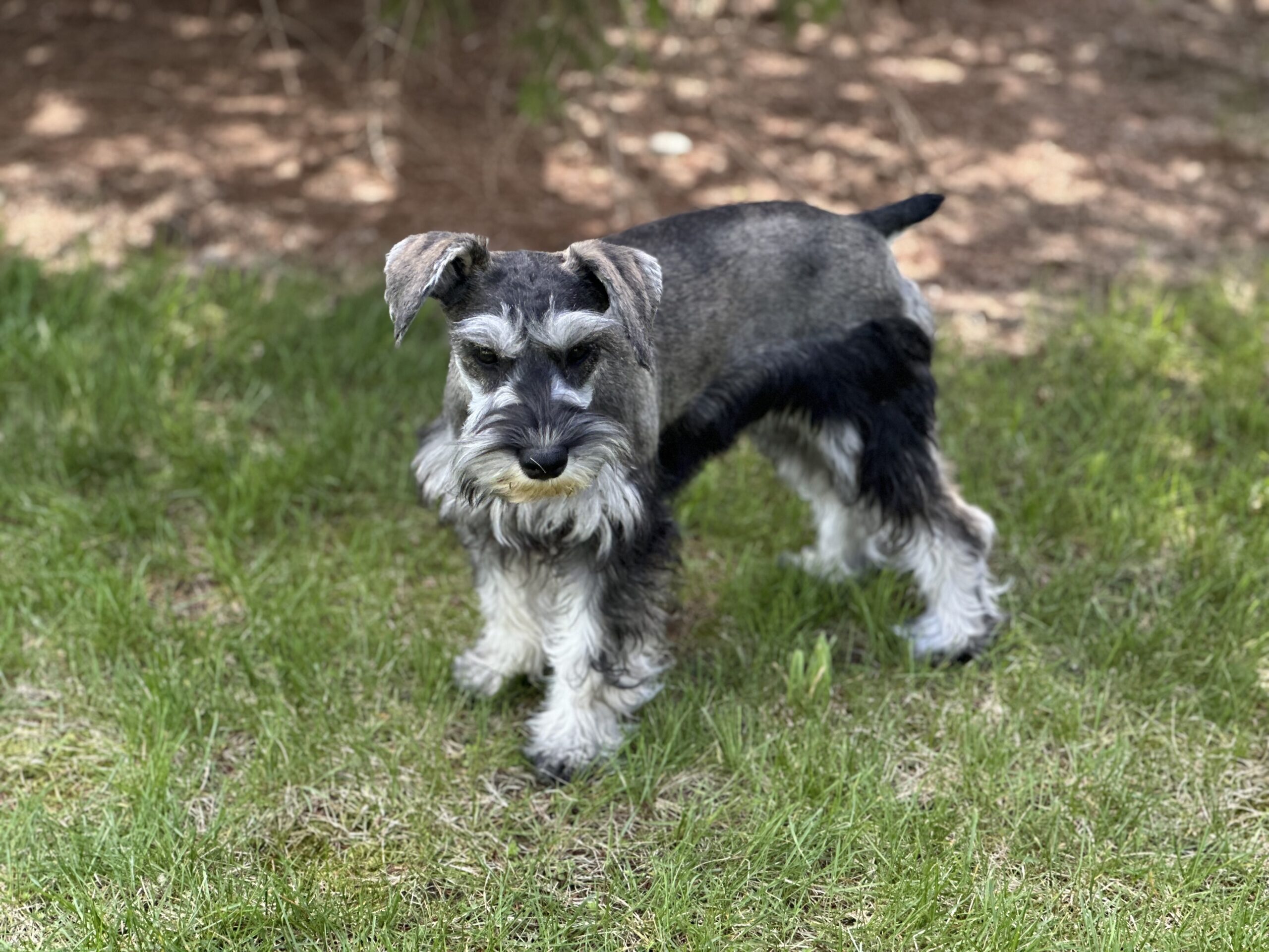 Beautiful Miniature Schnauzer – Eleanor - Image 8