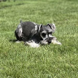 Beautiful Mini Schnauzer – Elvira - Image 4