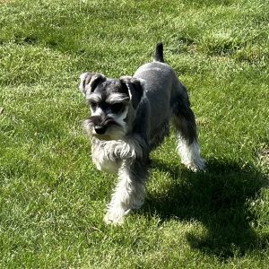 Alternative view of Beautiful Mini Schnauzer – Elvira