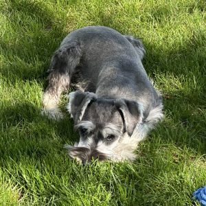 Beautiful Mini Schnauzer – Elvira - Image 7