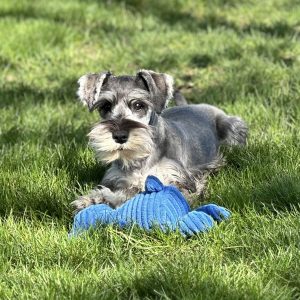 Beautiful Mini Schnauzer – Elvira - Image 5