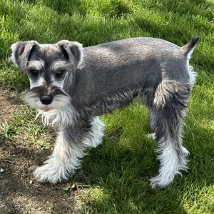 Beautiful Mini Schnauzer – Elvira - Image 3