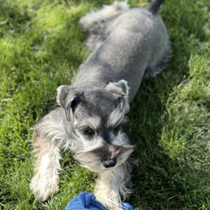 Beautiful Mini Schnauzer – Elvira - Image 8