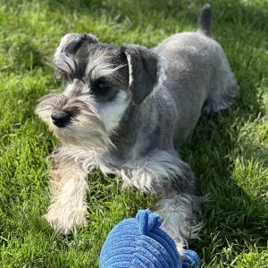 Beautiful Mini Schnauzer – Elvira - Image 9