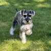 Beautiful Mini Schnauzer – Elvira