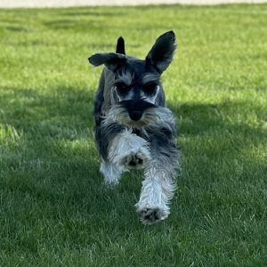 Beautiful Mini Schnauzer – Elvira - Image 6