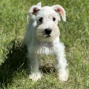 Adorable White Miniature Schnauzer – Shiloh - Image 3