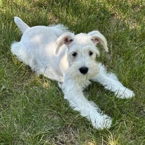 Adorable White Miniature Schnauzer – Shiloh