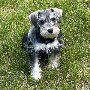 Handsome Miniature Schnauzer Puppy – Shadow
