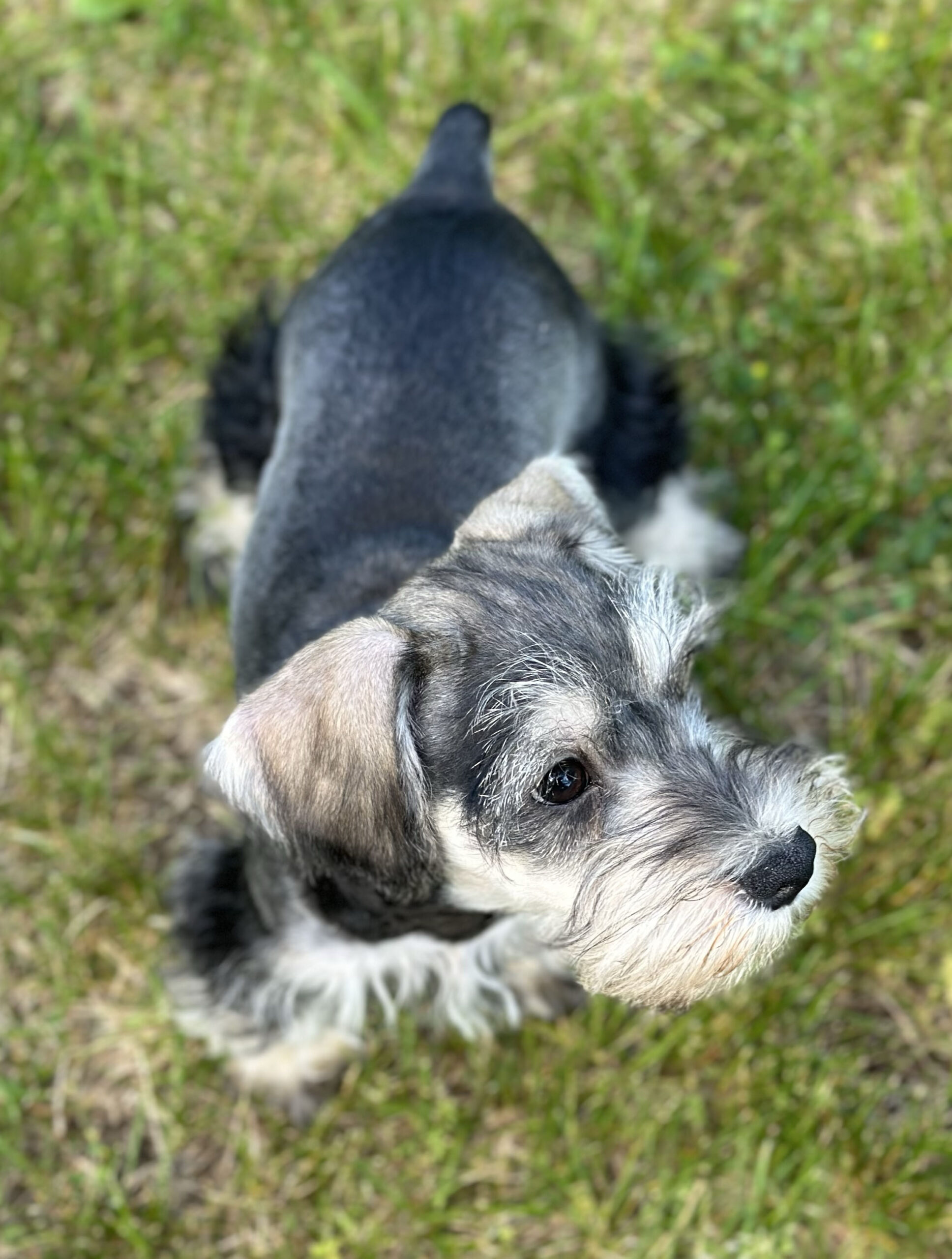 Handsome Miniature Schnauzer Puppy – Shadow - Image 5
