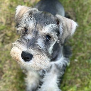 Alternative view of Handsome Miniature Schnauzer Puppy – Shadow