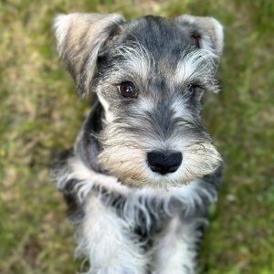Handsome Miniature Schnauzer Puppy – Shadow - Image 4